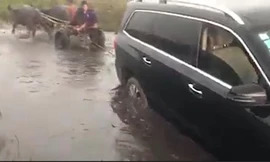 Ôtô mắc kẹt được xe trâu kéo thoát khỏi đầm lầy