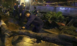 Hà Nội bất ngờ nhổ bỏ hàng trăm cây phượng trong đêm