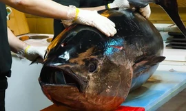 Đầu bếp Hàn Quốc xẻ thịt cá ngừ 110 kg làm sashimi