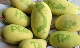 Độc đáo xoài in chữ thư pháp ở miền Tây