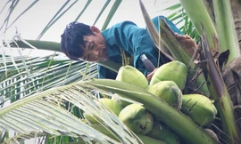 Trèo cây hái dừa kiếm gần triệu đồng mỗi ngày trong đợt nắng nóng
