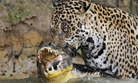 Hung thần Amazon khiến trăn anaconda và cá sấu dè chừng