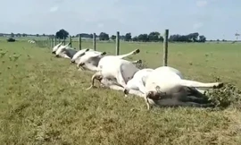 Bò chết la liệt do sét đánh