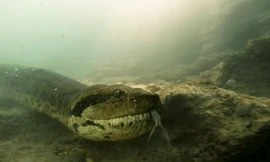 Thợ lặn đụng độ trăn anaconda 7 mét dưới lòng sông