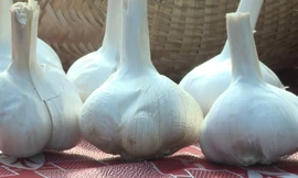 Trồng tỏi 'voi' làm dược liệu