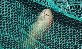 Cá chết trong bể nước sông Tô Lịch