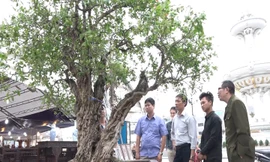 Cây thạch lựu 300 tuổi giá hơn một tỷ đồng ở Hà Nội