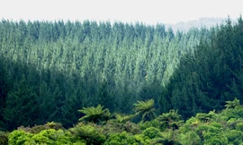 Trồng 900 triệu ha rừng có thể chống biến đổi khí hậu