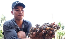 Dùng 500 chai nhựa bắt cáy ở Thanh Hóa