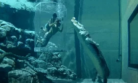 Bơi cùng cá sấu trong lồng tử thần không khác gì phim kinh dị