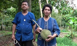 Trang trại Thái Lan trồng sầu riêng giá 30.000 USD một quả