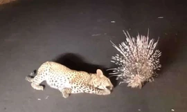 Video: Chú báo con lúng túng tìm cách “ăn thịt” nhím mà không được