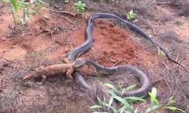 Kỳ đà 4 chân bỏ mạng sau cú táp chớp nhoáng của rắn hổ mang chúa