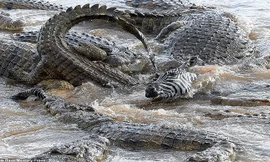 Cố gắng vượt sông, ngựa vằn chết thảm vì bị đàn cá sấu xâu xé