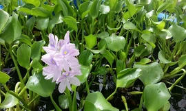 Loài cây xâm hại tăng số lượng gấp 40.000 lần trong một tháng