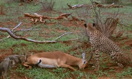 CLIP: Linh dương tinh ranh lên kế hoạch thoát chết, ai ngờ báo săn quá ‘tỉnh’