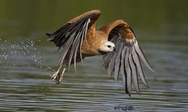 Ưng cổ đen sà xuống bắt cá từ ngọn cây