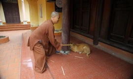Video: Sư thầy chùa Sùng Quang lên tiếng về clip nghi đánh đập trẻ em