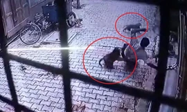 Khoảnh khắc bầy khỉ đột ngột tấn công người đàn ông Ấn Độ