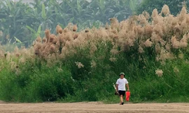 Cuộc sống bí ẩn ở bãi giữa Sông Hồng