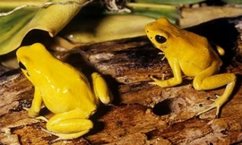 Loài ếch dài 6 cm có thể đoạt mạng 15 người trong chớp mắt