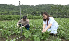 Bệnh viện đầu tư 8 tỷ trồng rau, nuôi lợn phục vụ bệnh nhân