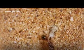 Chiếc bẫy tử thần của kiến sư tử