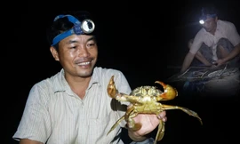 Đặt lợp thu hoạch cua kiếm tiền triệu mỗi đêm ở Cà Mau