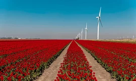 Lý do Hà Lan nhỏ bé nhưng xuất khẩu nông sản thứ hai thế giới