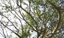 “Cụ Mai” tuổi đời gần 2 thế kỷ với giá 3 tỷ đồng