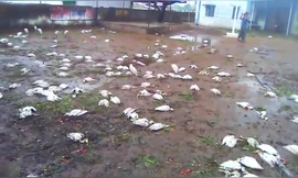 Cận cảnh chim chết la liệt sau mưa đá