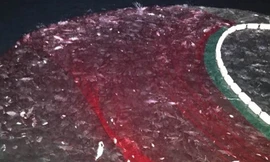 Clip mẻ cá bè vàng hơn 7 tỷ đồng của ngư dân Quảng Trị