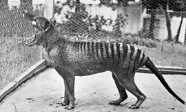 Thước phim cuối cùng về loài hổ Tasmania trước khi tuyệt chủng