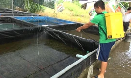 Tiêu huỷ 7.000 tôm hùm đỏ