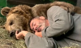 Gấu mồ côi ôm người chăm sóc ngủ tại khu bảo tồn