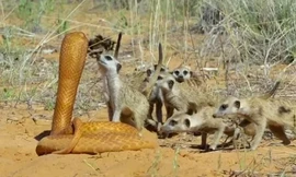 Đàn cầy vằn hợp sức bao vây robot rắn hổ mang