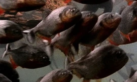 Chim diệc non rơi khỏi tổ bị bầy cá piranha lao tới xé xác