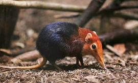 Loài chuột chù có chiếc mũi được ví như vòi voi