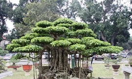 'Siêu cây' chết cùng đại gia