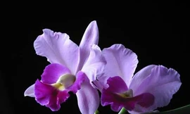 Triệu phú phong lan