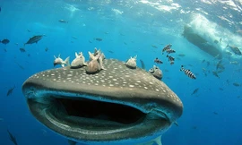 'Hết hồn' trước khoảnh khắc du khách suýt bị cá mập voi nuốt chửng