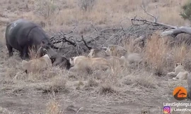 Hà mã đói mồi tranh ăn với đàn sư tử