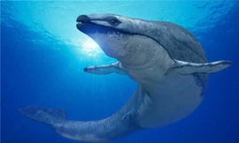 Hình ảnh mô phỏng Basilosaurus khi trưởng thành với chiều dài trung bình từ 12 đến 20m. 