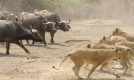 Đàn trâu hợp sức buộc sư tử lùi bước