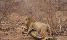 Việc quá ham mồi đã khiến con cá sấu bị sư tử giết chết.