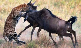  Linh dương đầu bò mẹ húc văng báo hoa mai để giải cứu cho con.