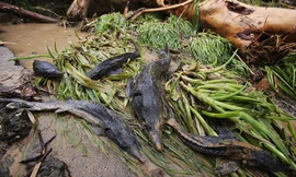 Mưa lũ 'xóa sổ' trại cá tầm hàng chục tỷ đồng ở Lai Châu