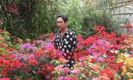 Ngắm vườn hoa giấy '6 trong 1' độc đáo ở miền Tây