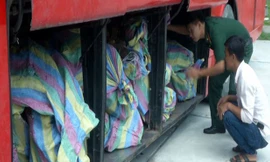 Gỗ lậu được giấu trong xe khách