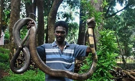 Hổ chúa vùng Western Ghats